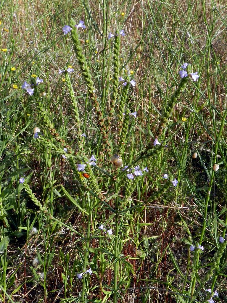 Verbena officinalis / Verbena comune